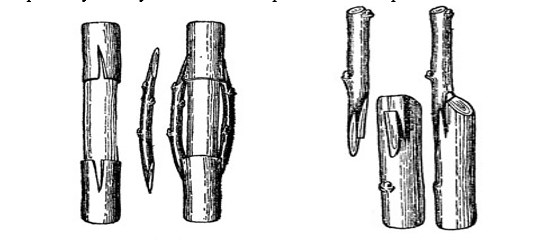 Прививка в расщеп