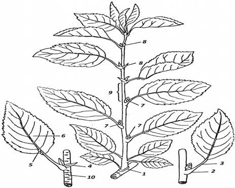 Строение плодового дерева