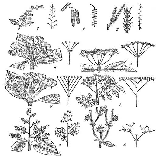 Строение плодового дерева