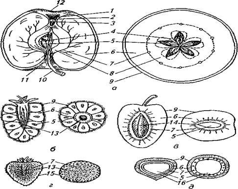 Строение плодового дерева