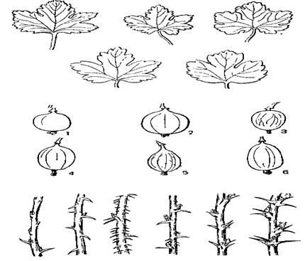 Морфологические признаки крыжовника