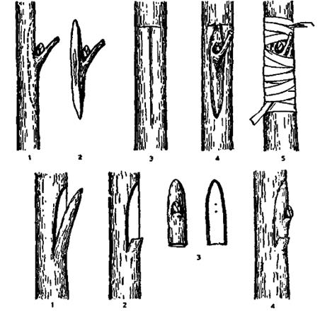 Способы окулировки