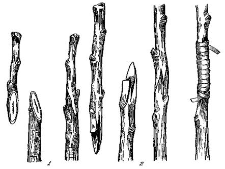 Копулировка
