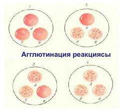 Агглютинация реакциясы