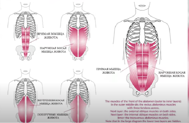 Анатомическая схема